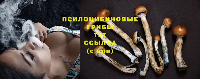 Псилоцибиновые грибы Psilocybe  дарнет шоп  Дедовск 